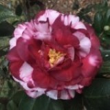 Dixie Knight Variegated